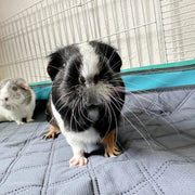 Fleece Liners for Guinea Pigs & Rabbits,  5-Pcs, for Midwest, Gray