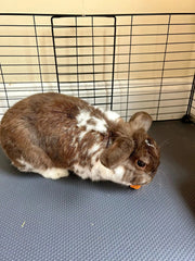 Cut-to-Fit Waterproof Guinea Pig Cage Liner & Rabbit Base- 18