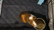 Fleece Liners for Guinea Pigs & Rabbits,  5-Pcs, for Midwest, Gray