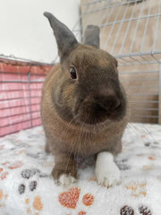 Fleece Liners for Guinea Pigs & Rabbits,  5-Pcs, for Midwest & C&C 2x4